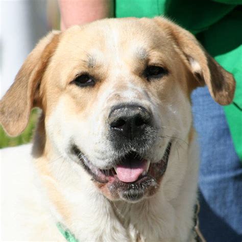 Two More ARF Adoption Stars | Walnut Creek, CA Patch