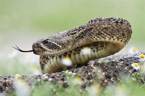 What to Do If a Rattlesnake Bites You