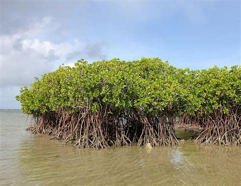 Mangrove Forest - Avian Report