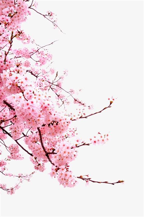 Japanese Cherry Blossoms | Cherry blossom watercolor, Cherry blossom wallpaper, Cherry blossom art