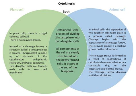 Use the Venn diagram to compare and contrast cytokinesis in | Quizlet