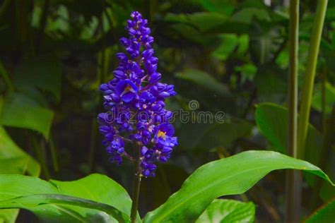 Blue Ginger flower plant stock image. Image of bright - 33450645