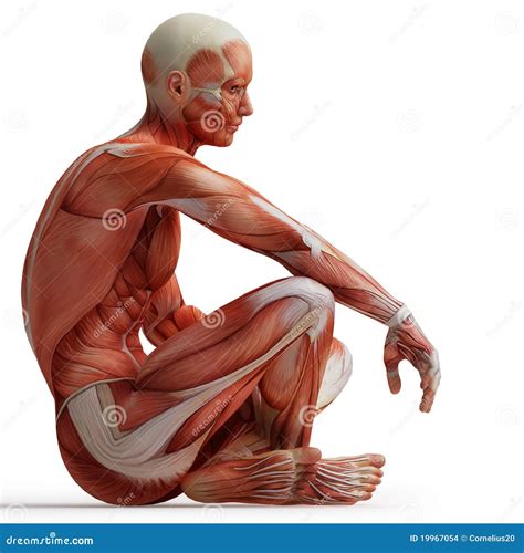 Anatomy, muscles stock illustration. Illustration of body - 19967054