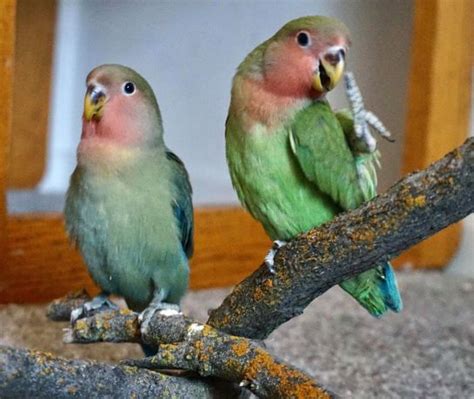 Why Small Parrots Can Make The Best Parrots | Parrot Bliss -Parrot Care