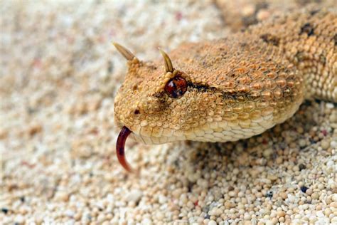 Horned Viper Snake Bite 11 - Animals Around The Globe