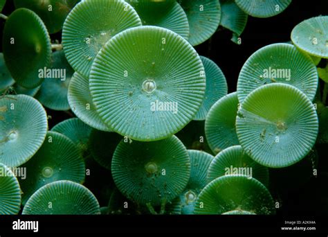 green algae, Acetabularia acetabulum Stock Photo - Alamy