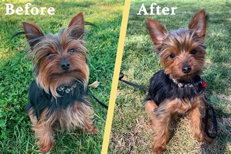 Yorkie Puppy Cut: Tips & DIY Instructions | The Dog Tale