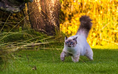 Fluffy tail cat walking on grass wallpaper | animals | Wallpaper Better