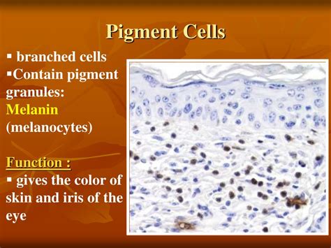 PPT - CONNECTIVE TISSUE PowerPoint Presentation, free download - ID:6025477