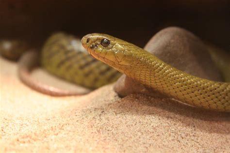 This is the world's most venomous snake, the Western Taipan. Did you ...