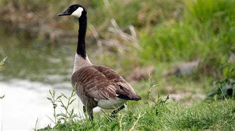 Special Canada goose hunting season opens Sept. 1 – Deltaplex News