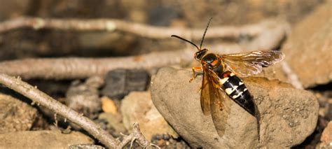 How to Deal With Cicada Killer Wasps | Hawx Pest Control