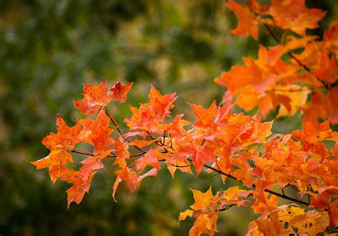 Autumn Glory Photograph by Bill Pevlor - Fine Art America