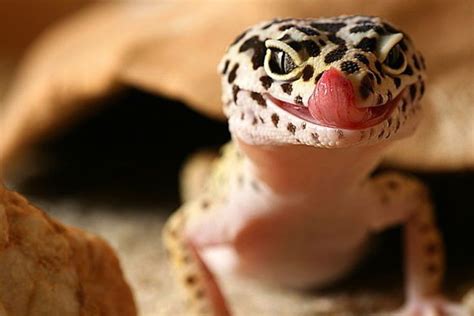 leopard gecko care | Leopard gecko, Leopard gecko care, Gecko