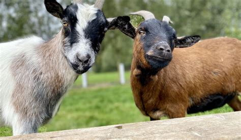 400+ Charming Goat Names for Males and Females - Farmhouse Guide