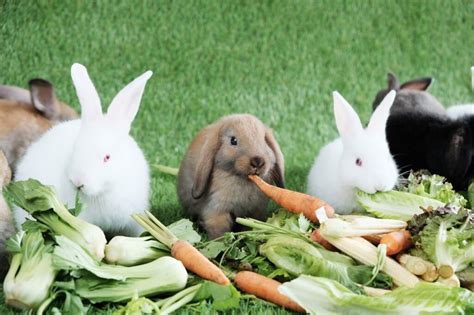 A Guide on Rabbit Food