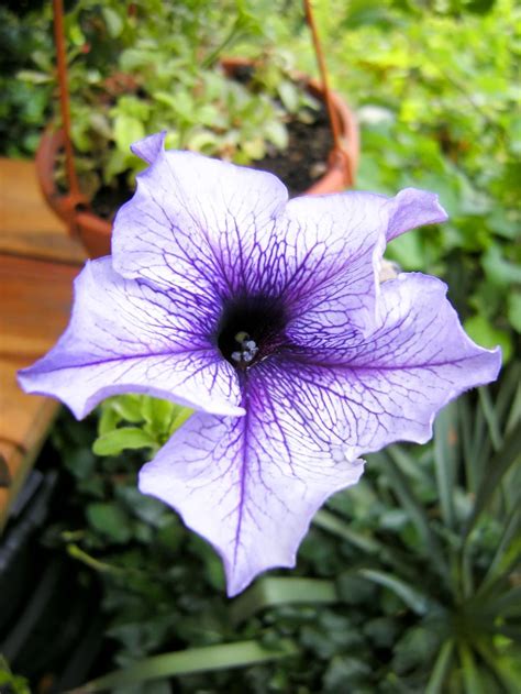 8 Gorgeous Petunia Varieties For All Color Schemes And Occasions