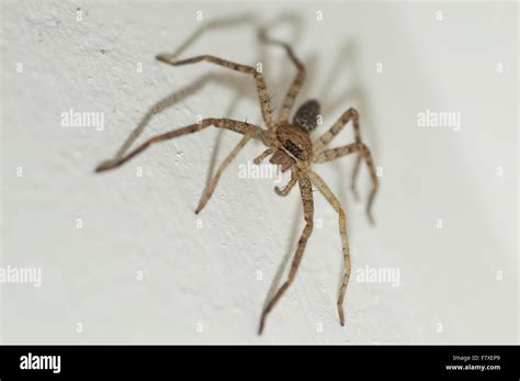 Brown Huntsman Spider (Heteropoda venatoria) juvenile, Klunkung, Bali ...