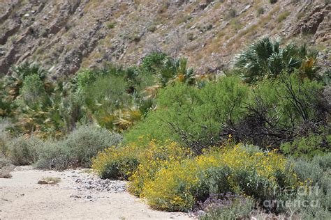 Desert Scene 3 Coachella Valley Wildlife Preserve Photograph by Colleen ...