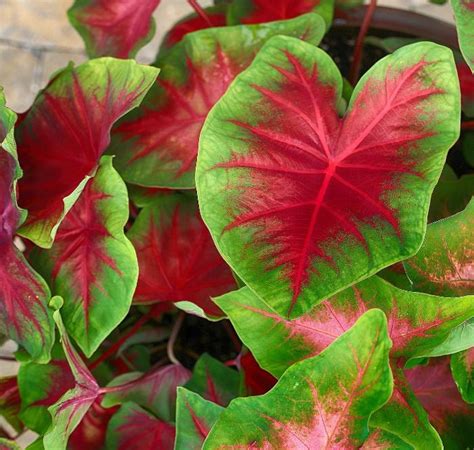 Shade Plants Red Leaves - Garden Plant