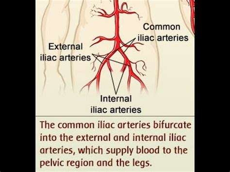 Anatomy and Function of the Common Iliac Artery With Labeled Diagrams - YouTube