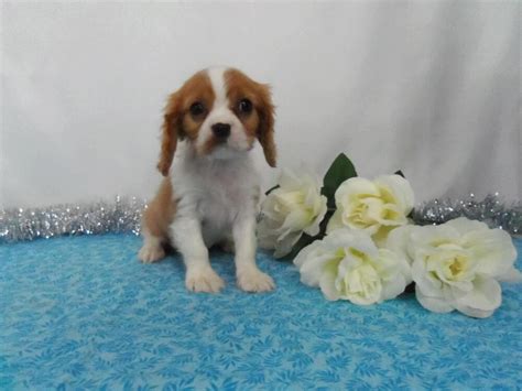 AKC Registered Cavalier King Charles Spaniel For Sale Wooster OH, Male ...