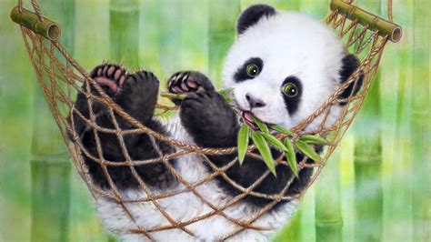 Baby Panda Hammock HD Wallpaper