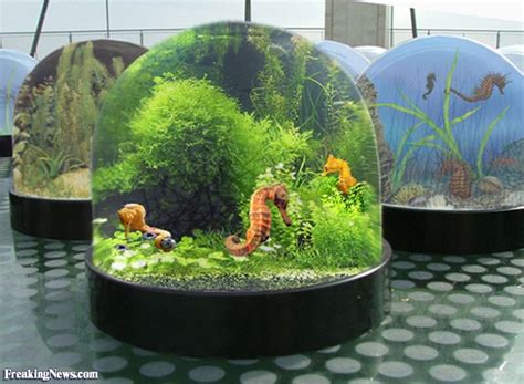 Seahorses pictures - Freaking News | Pet seahorse, Seahorse aquarium ...