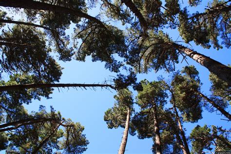 Monterey Pine forest (Pinus radiata) - Geographic Media