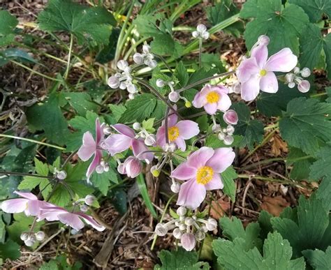 ANEMONE Blooming in the fall | Shade garden, Perennial garden, Bloom