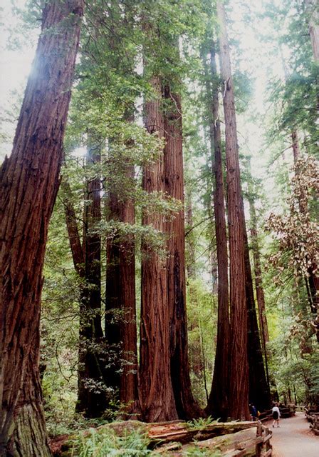 Muir Woods - Redwoods | Redwood trees in Muir Woods. The tal… | Flickr