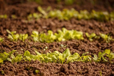 Growing Lettuce From Seed is as Easy as Pie