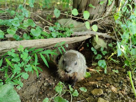 Woodchucks emerging from hibernation — Philadelphia Metro Wildlife Center