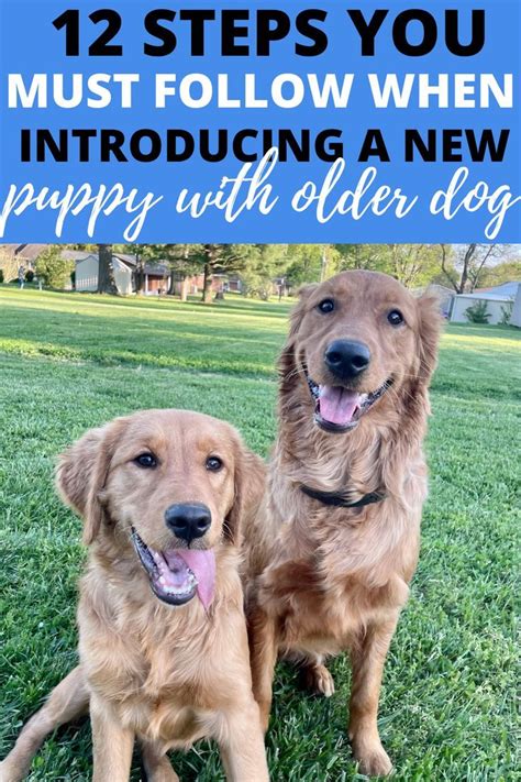 The Ultimate Guide to Introducing a New Puppy With Older Dog in 2023 ...