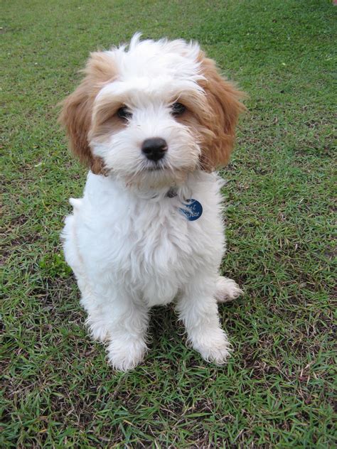 Pin on MyOodle - Jet Cavoodle