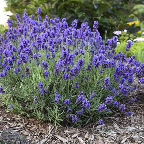 Sweet Romance® - Lavender - Lavandula angustifolia | Proven Winners