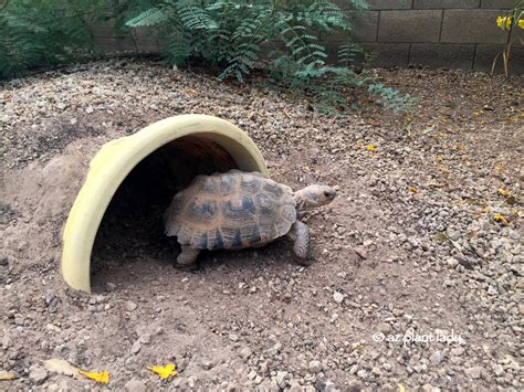 Meet "Aesop" Our Sonoran Desert Tortoise - Ramblings from a Desert Garden