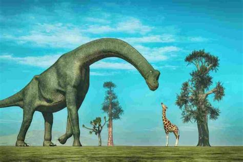 From Brachiosaurus To Giraffes: Are Giraffes Related To Long Neck Dinosaurs?