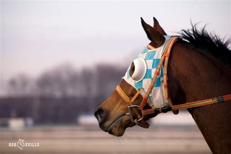 Horse Eye Covering: 5 Reasons Why People Cover Horse's Eyes