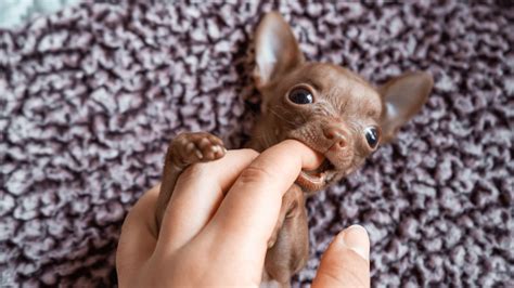 How to Stop a Chihuahua from Biting [Training Tips] - AtractivoPets