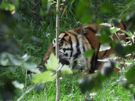 animals in Dublin zoo Dublin Zoo, Animals, Animales, Animaux, Animal ...