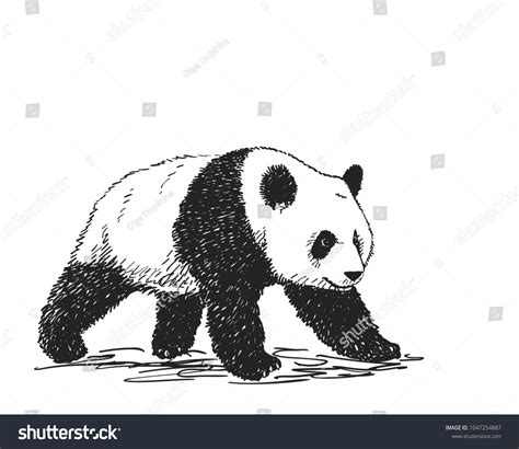 Vector Realistic Sketch Panda Figure Fulllength Stock Vector (Royalty ...