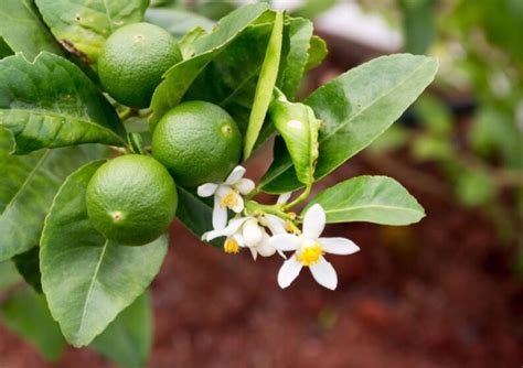 Key Lime/Thai Lime Seeds Citrus aurantifolia Fresh Organic | Etsy