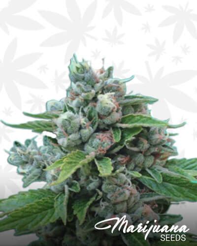 Sour Cookies Strain Marijuana Seeds | Strain Information