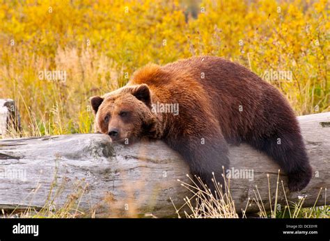 Grizzly Bear Sleeping On Back