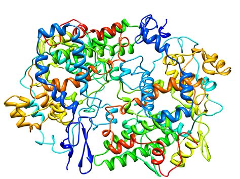 Cyclooxygenase - Wikipedia King Lear Characters, Active Site ...