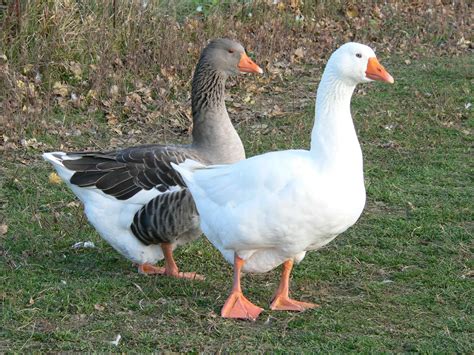 Parc pédagogique Myocastors et Kangourous - Saint-Nectaire - Les animaux de la ferme