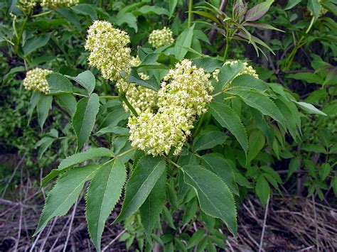 Red Elderberry