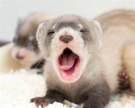 Ferret types information | Variuos