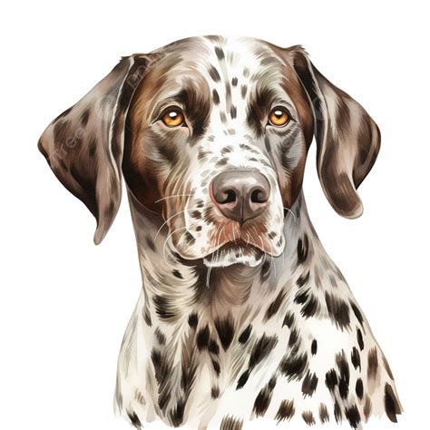 Brown Dalmatian Pattern, Dalmatian Dog, Dalmatian Spots, Dog PNG Transparent Image and Clipart ...